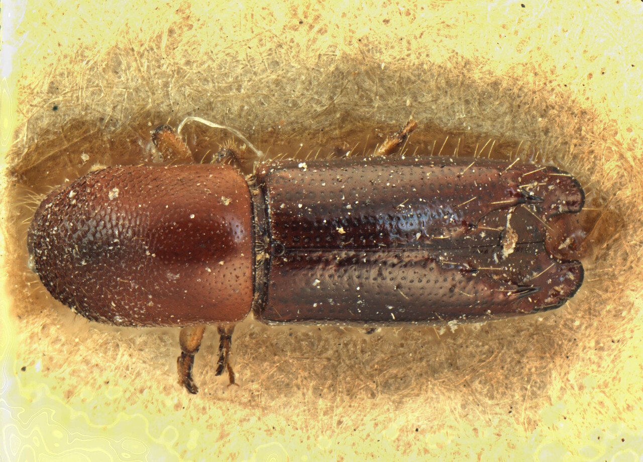 Genus / Species: Debus birmanus | Image Author: AI Cognato | Location: Myanmar, North Pegu Division | Image Type: holotype | Collection: Forest Research Institute