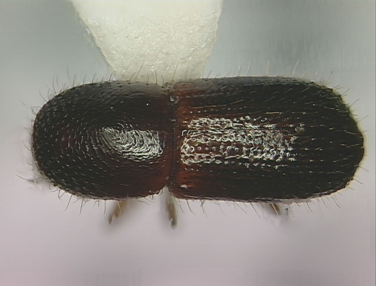 Genus / Species: Xyleborus bolivianus | Image Author: SL Wood | Location: Costa Rica, Heredia, La Selva | Collection: Entomology