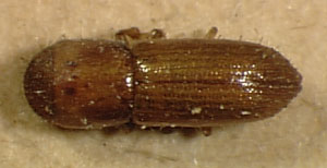 Genus / Species: Xyleborus cacuminatus | Image Author: SL Wood | Location: Brazil, Amazonas, Amazonas (estado) | Image Type: holotype | Collection: Naturhistorisches Museum Wien