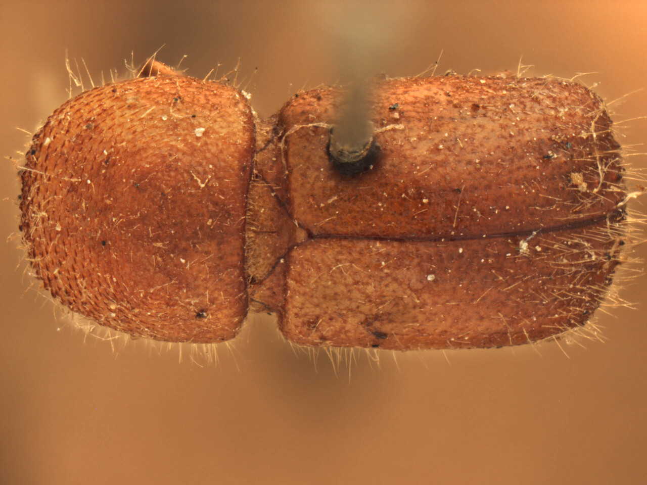 Genus / Species: Ambrosiodmus camphorae | Image Author: AI Cognato | Location: Mauritius, unknown, Mauritius (country / region) | Image Type: cotype | Collection: Forest Research Institute