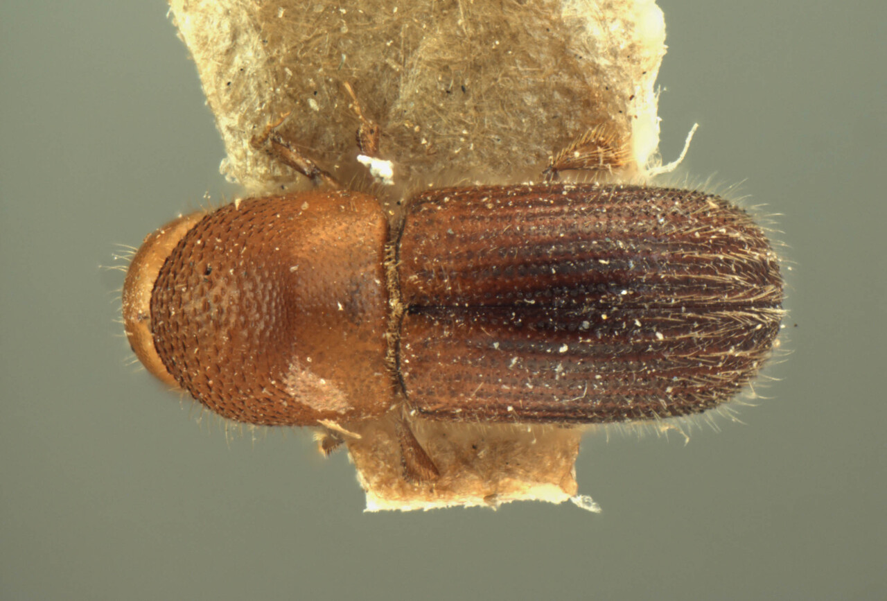 Genus / Species: Microperus chrysophylli | Image Author: AI Cognato | Location: India, Assam, Longai Res., Sylhet | Image Type: holotype | Collection: Forest Research Institute
