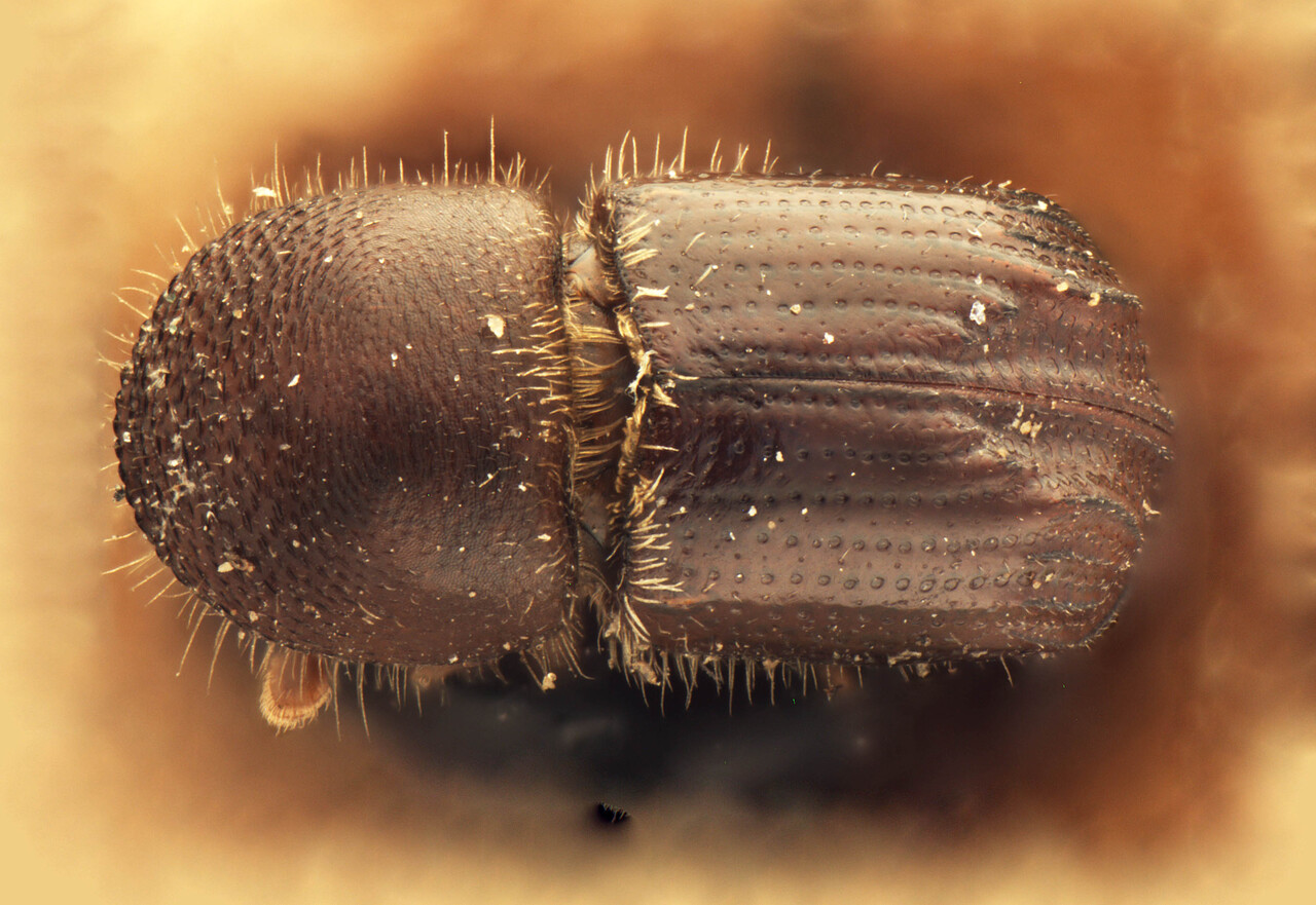 Genus / Species: Coptodryas concinna | Image Author: AI Cognato | Location: Myanmar, Kondan Reserve, Insein | Image Type: paratype | Collection: Forest Research Institute