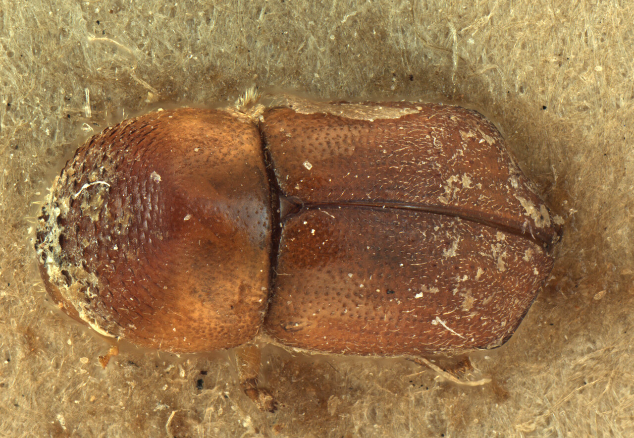 Genus / Species: Diuncus corpulentus | Image Author: AI Cognato | Location: India, Assam, Nambor Res., Sibsagar | Image Type: holotype | Collection: Forest Research Institute