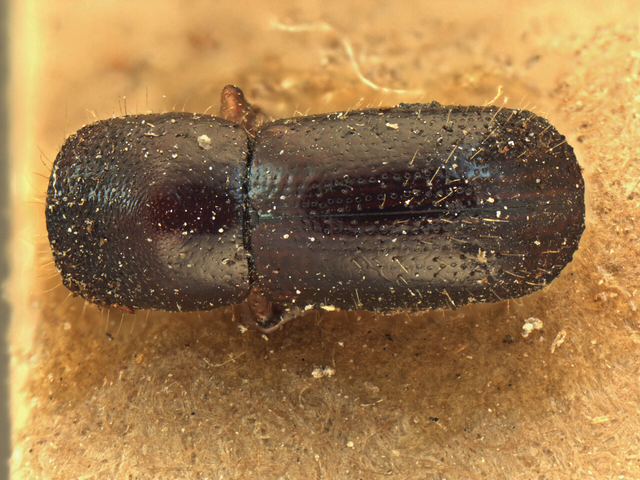 Genus / Species: Euwallacea sibsagaricus | Image Author: AI Cognato | Location: India, Assam, Lakhimpur, Upper Dihing Reserve | Image Type: cotype | Collection: Forest Research Institute