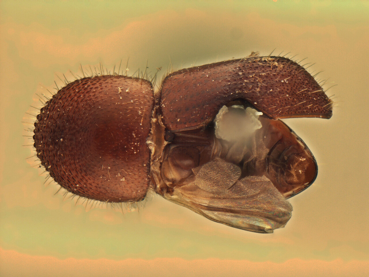 Genus / Species: Xylosandrus crassiusculus | Image Author: AI Cognato | Location: Malaysia, Selangor, Kepong | Image Type: paratype | Collection: Forest Research Institute