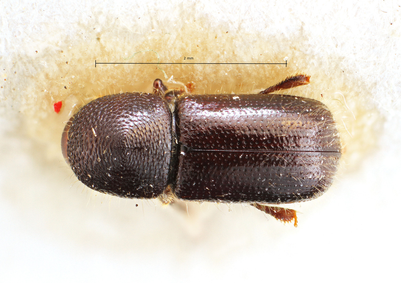 Genus / Species: Ambrosiodmus devexus | Image Author: TH Atkinson | Location: El Salvador, Santa Ana, Metapan | Image Type: holotype | Collection: Naturhistorisches Museum Wien