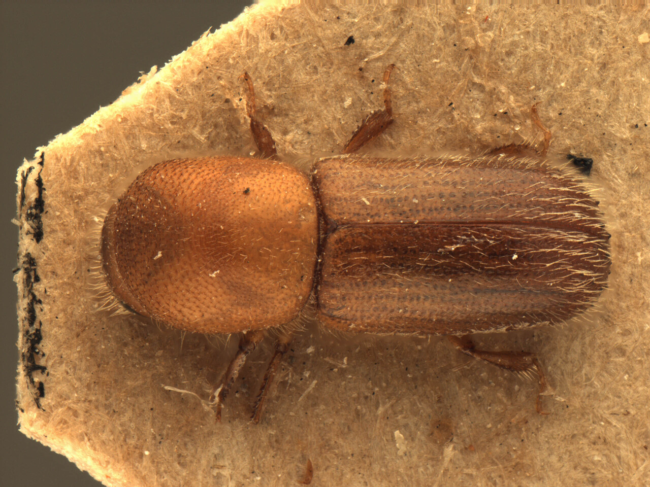 Genus / Species: Cyclorhipidion distinguendum | Image Author: AI Cognato | Location: India, Assam, Nakachari, Sibsigar | Image Type: neotrype | Collection: Forest Research Institute