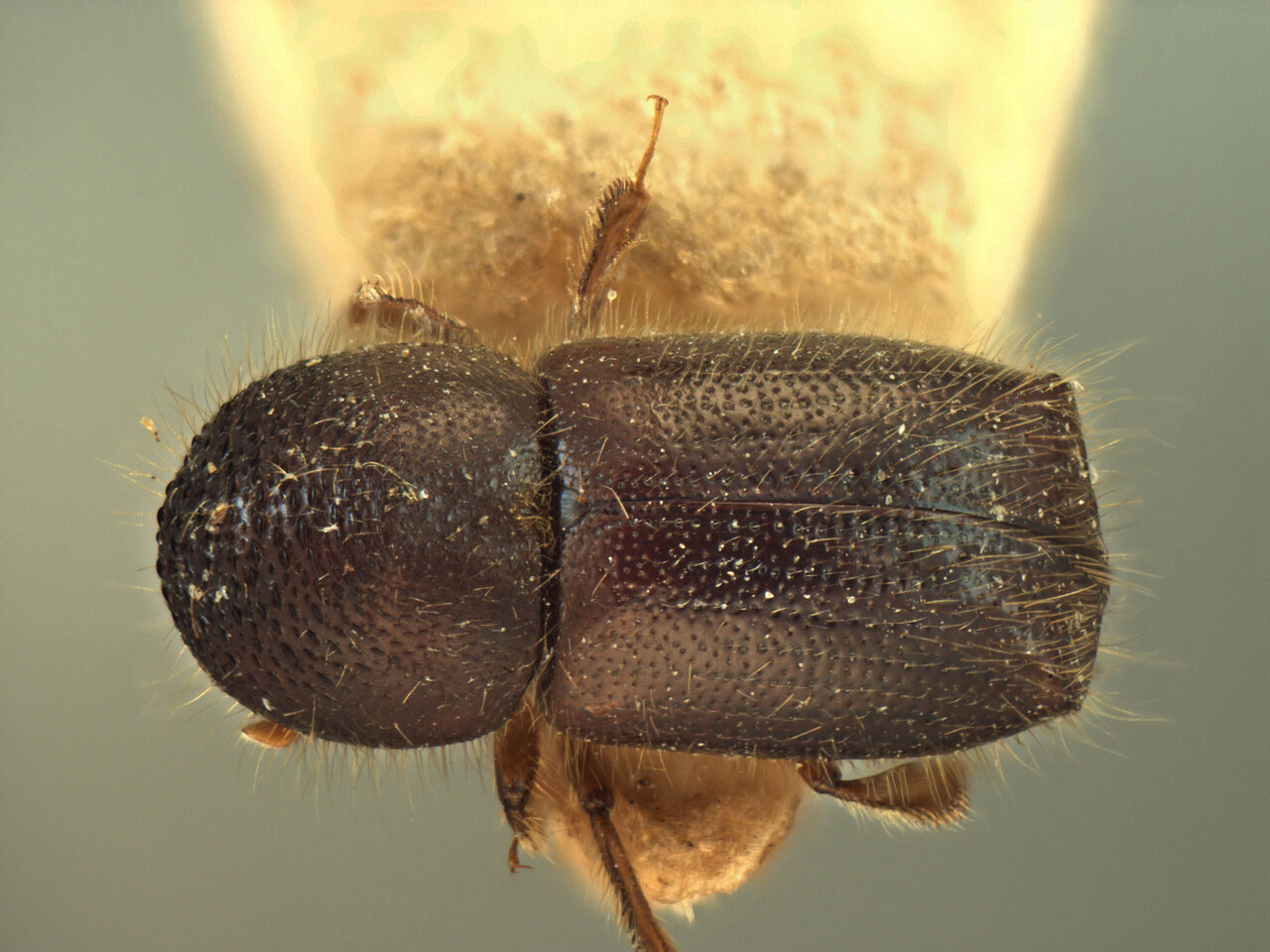 Genus / Species: Anisandrus eggersi | Image Author: AI Cognato | Location: India, West Bengal, Darjeeling, Debrepanni | Image Type: paratype | Collection: Forest Research Institute