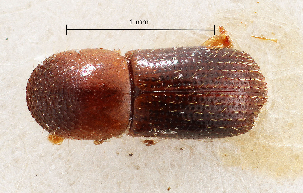 Genus / Species: Xyleborus foederatus | Image Author: TH Atkinson | Location: Suriname, Saramacca, Dirkshoop | Image Type: holotype | Collection: Naturhistorisches Museum Wien