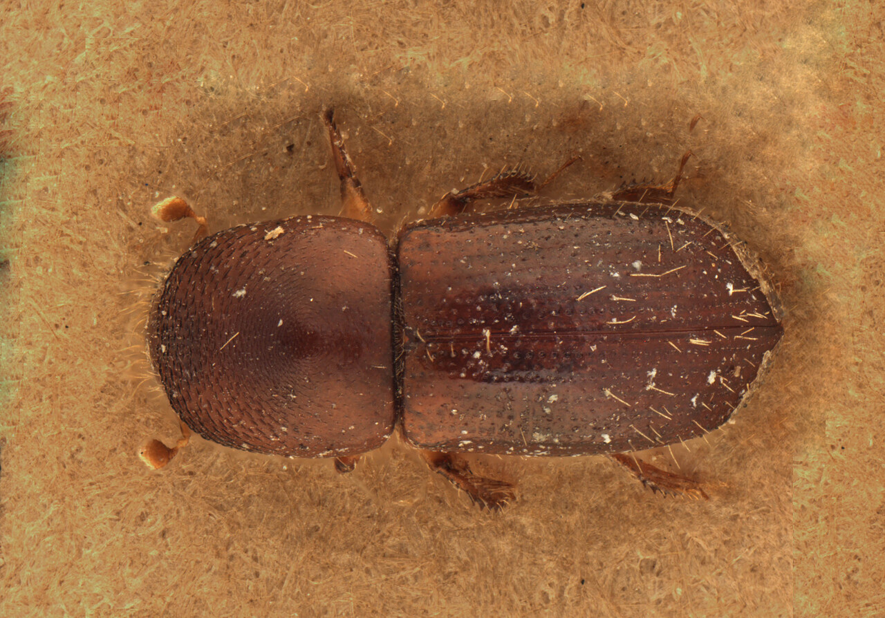Genus / Species: Euwallacea andamanensis | Image Author: AI Cognato | Location: India, West Bengal, Darjeeling, Rangirum, Senchal Range | Image Type: holotype | Collection: Forest Research Institute