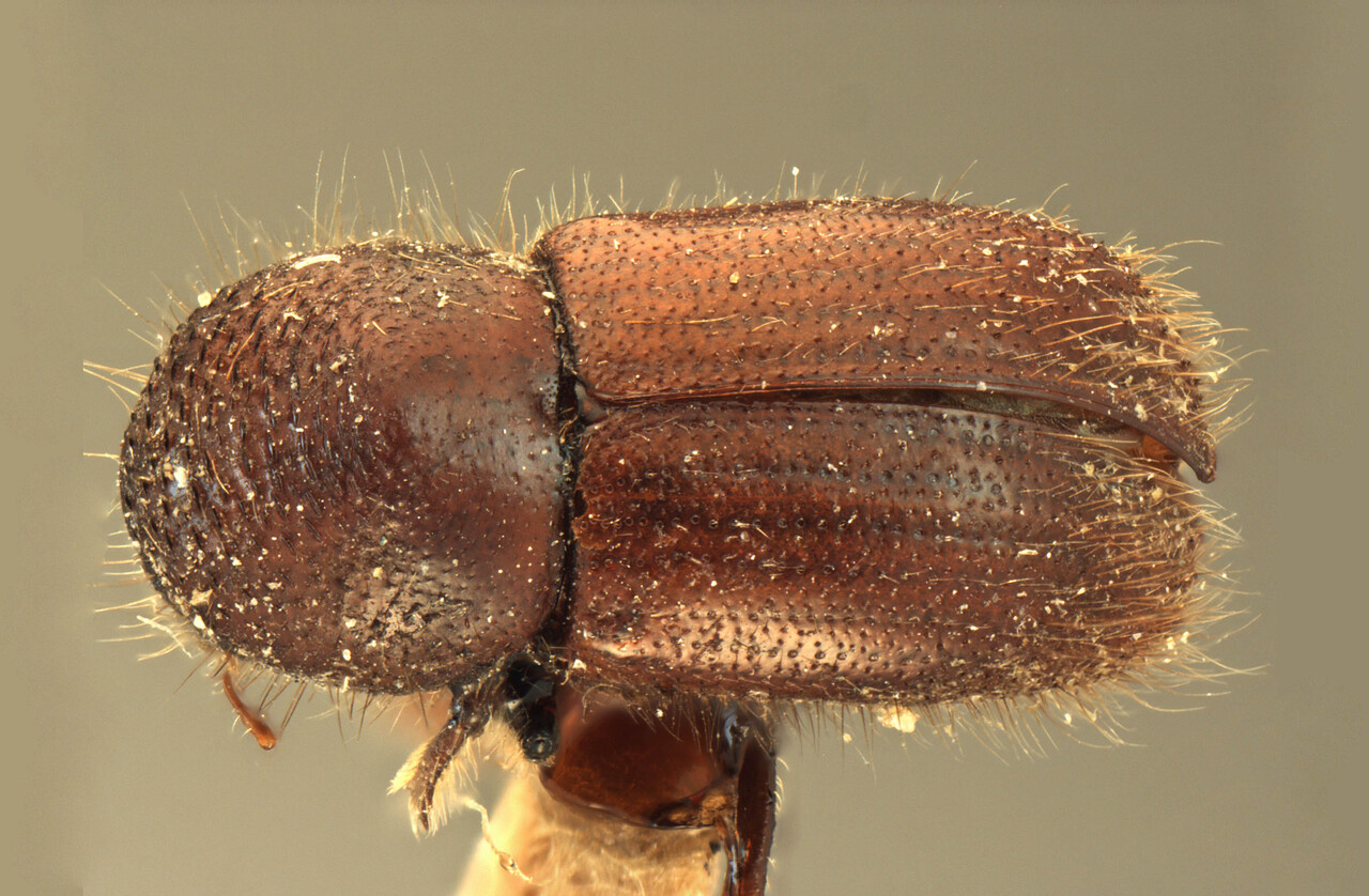 Genus / Species: Anisandrus hirtus | Image Author: AI Cognato | Location: Myanmar, KadenBilin Forest, Tharrawaddy | Image Type: type | Collection: Forest Research Institute