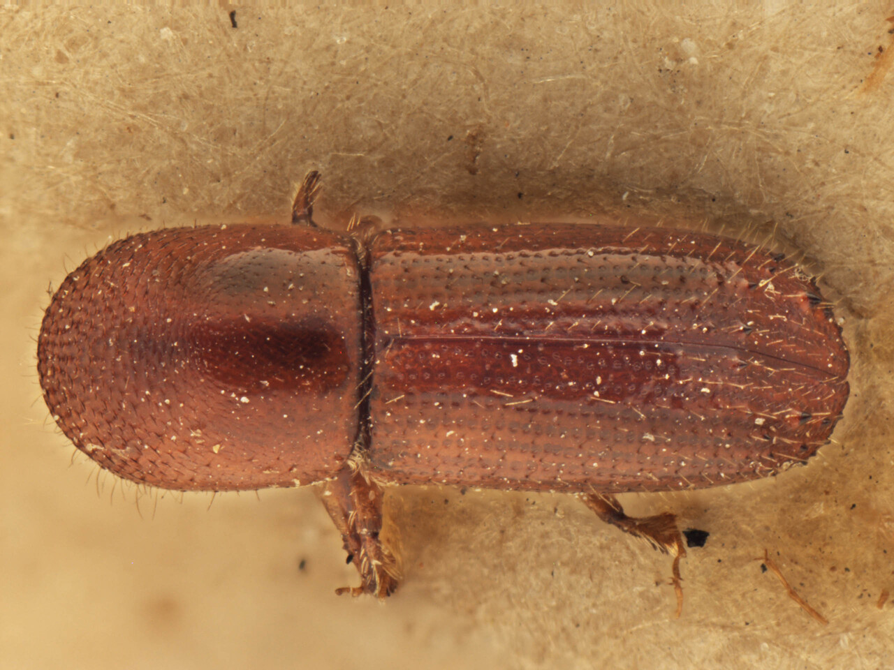 Genus / Species: Xyleborus ferrugineus | Image Author: AI Cognato | Location: Samoa, Malololelei | Image Type: paratype | Collection: Forest Research Institute