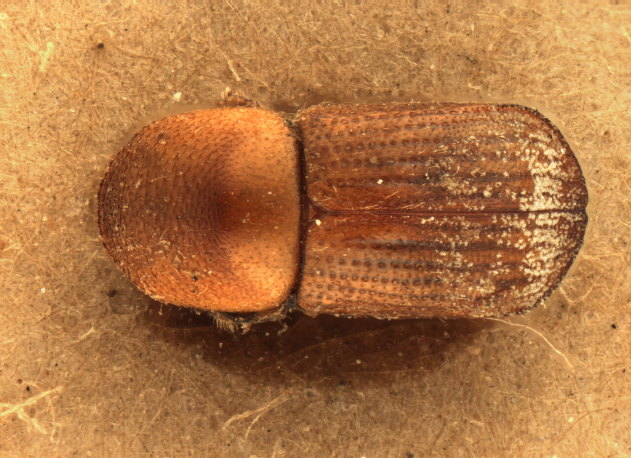 Genus / Species: Leptoxyleborus sordicauda | Image Author: AI Cognato | Location: India, Bengal, Mungpoo | Image Type: holotype | Collection: Forest Research Institute