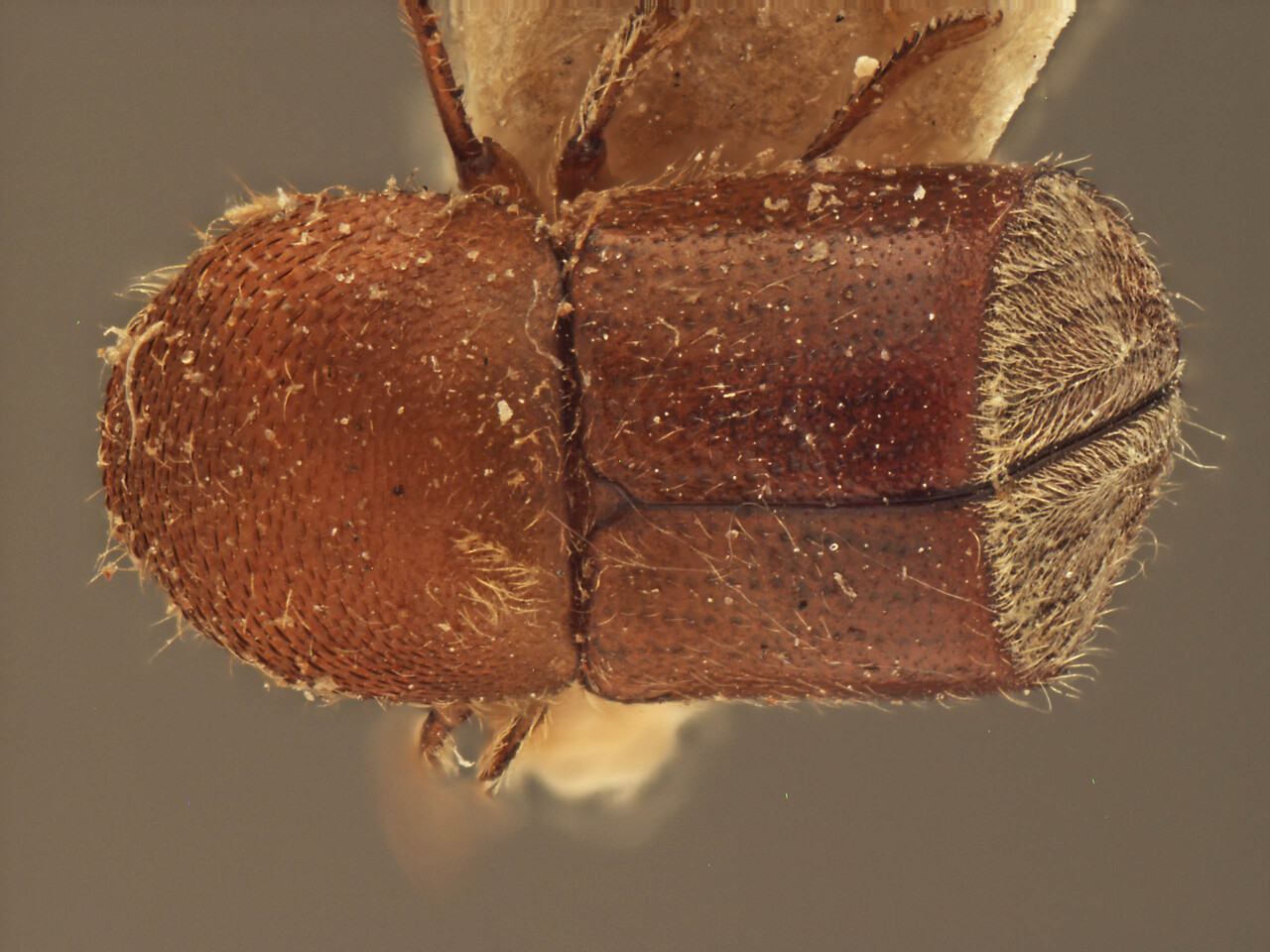 Genus / Species: Xylosandrus jaintianus | Image Author: AI Cognato | Location: India, Assam, Haflong, Cachar | Image Type: cotype | Collection: Forest Research Institute