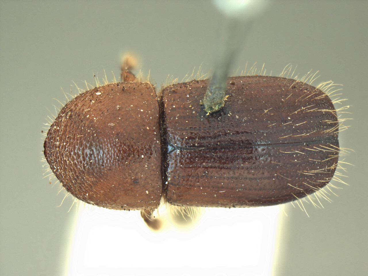 Genus / Species: Beaverium lantanae | Image Author: AI Cognato | Location: India, Karnataka, Sagar, Mysore | Image Type: holotype | Collection: Forest Research Institute