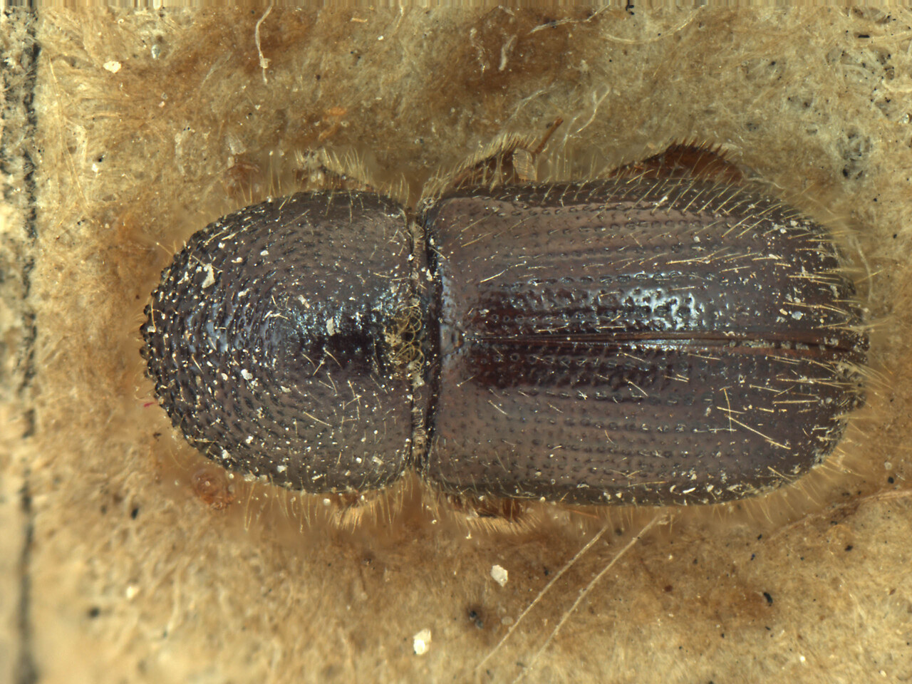 Genus / Species: Anisandrus lineatus | Image Author: AI Cognato | Location: India, West Bengal, Senechal Range, Darjeeling | Image Type: holotype | Collection: Forest Research Institute