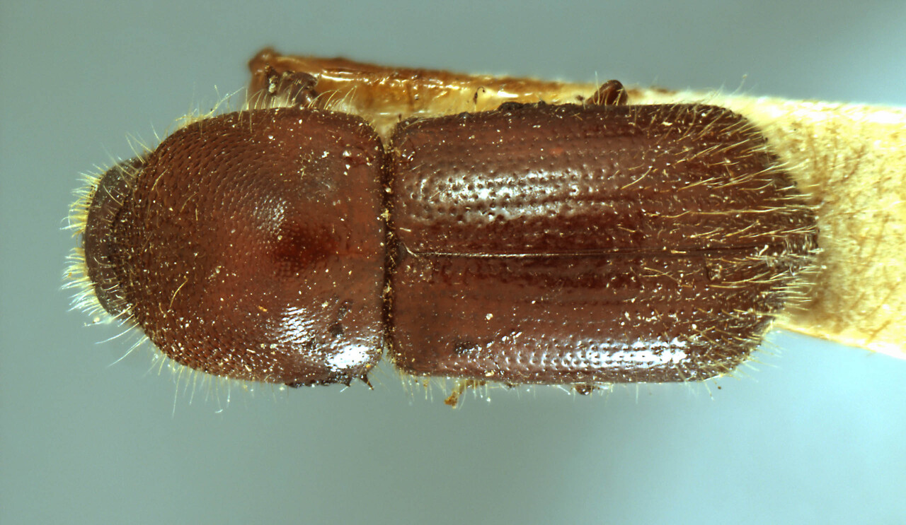 Genus / Species: Terminalinus major | Image Author: AI Cognato | Location: India, Assam, Kachugaon Forests, Goalpara Sal Forests | Image Type: holotype | Collection: Forest Research Institute
