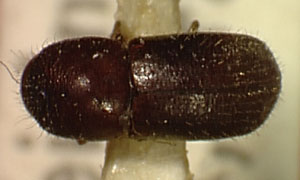 Genus / Species: Xyleborus majusculus | Image Author: SL Wood | Location: Brazil, Bahia, Cachoeirinha-Una | Image Type: lectotype | Collection: Naturhistorisches Museum Wien