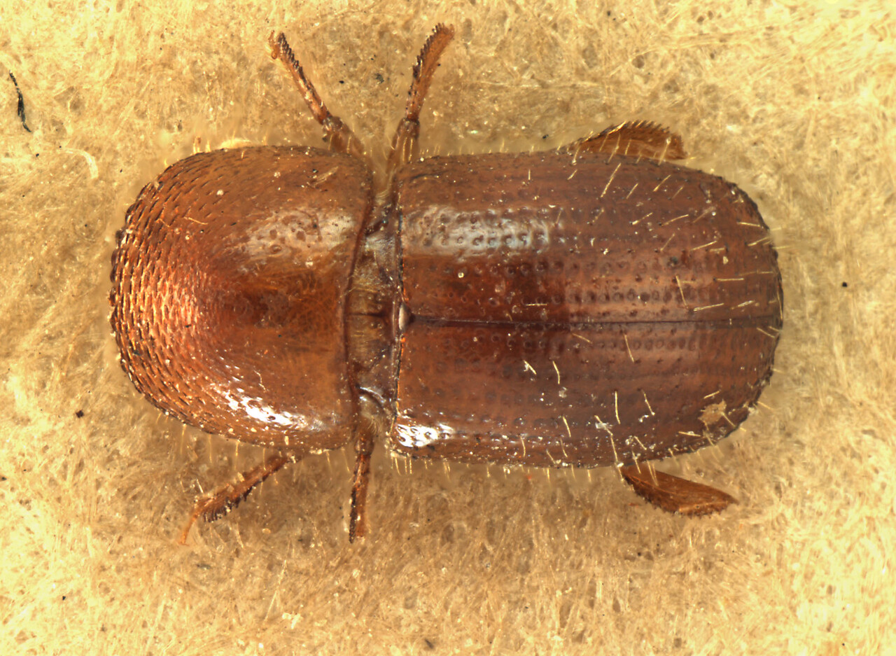 Genus / Species: Euwallacea malloti | Image Author: AI Cognato | Location: India, Uttarakhand, Dehra Dun, Golatappar | Image Type: holotype | Collection: Forest Research Institute