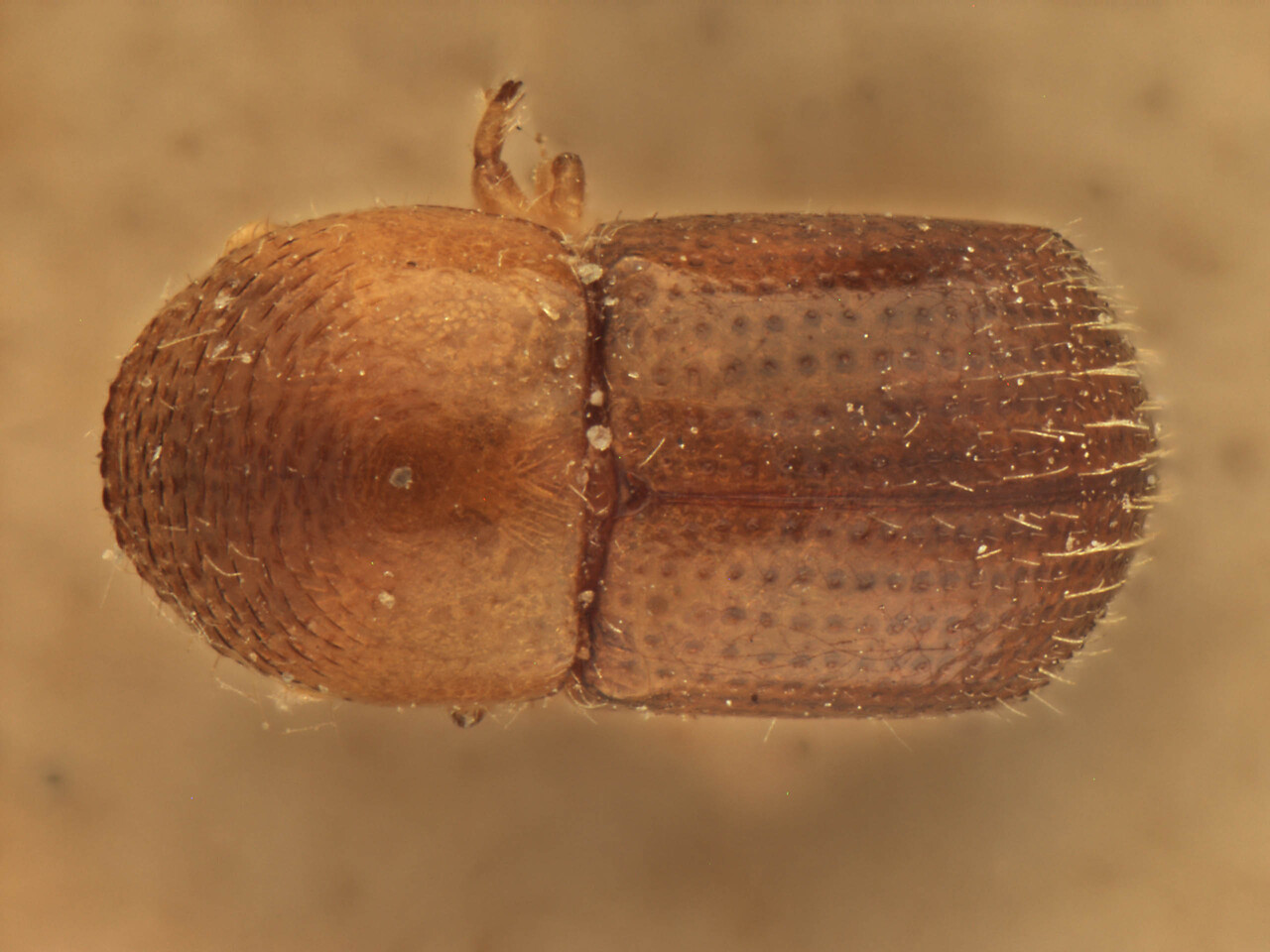 Genus / Species: Xylosandrus mesuae | Image Author: AI Cognato | Location: India, West Bengal, Kalimpong | Image Type: holotype | Collection: Forest Research Institute