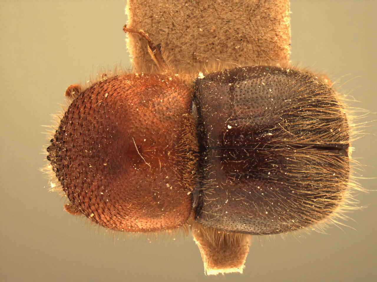 Genus / Species: Hadrodemius comans | Image Author: AI Cognato | Location: India, Assam, Haflong, Cachar | Image Type: type | Collection: Forest Research Institute