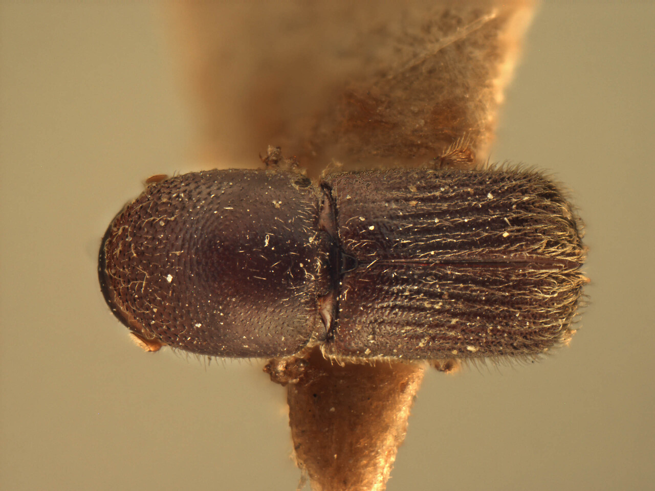 Genus / Species: Arixyleborus moestus | Image Author: AI Cognato | Location: India, Meghalaya, Shillong | Image Type: holotype | Collection: Forest Research Institute