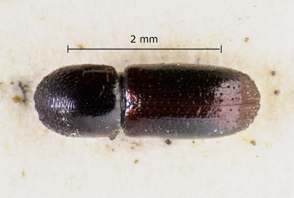 Genus / Species: Xyleborus morulus | Image Author: LR Kirkendall | Location: Costa Rica, unknown, Costa Rica (country / region) | Image Type: holotype | Collection: British Museum (Natural History)