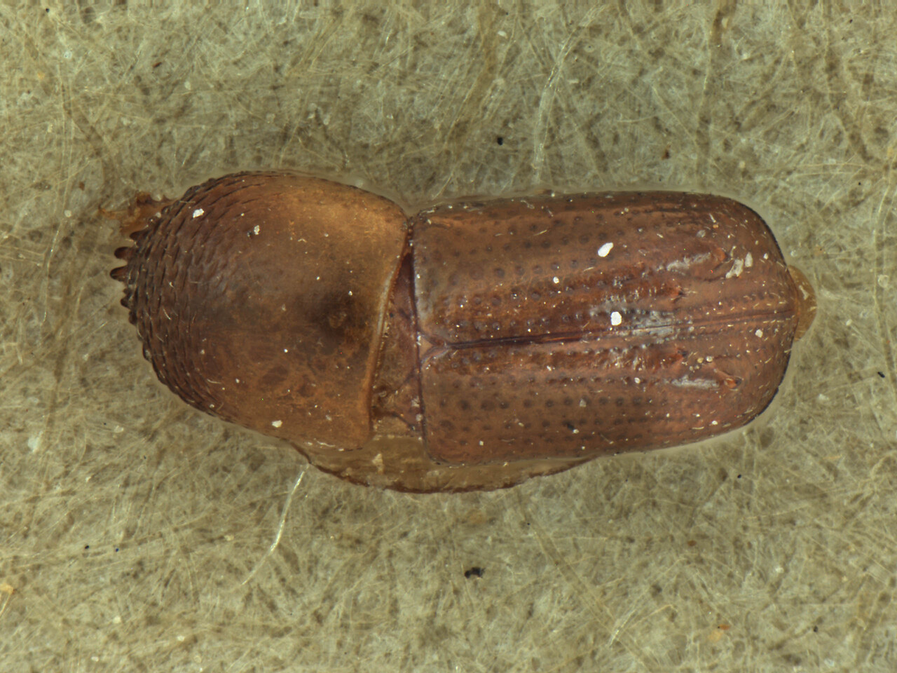 Genus / Species: Diuncus mucronatulus | Image Author: AI Cognato | Location: India, Uttarakhand, Phandowala | Image Type: holotype | Collection: Forest Research Institute