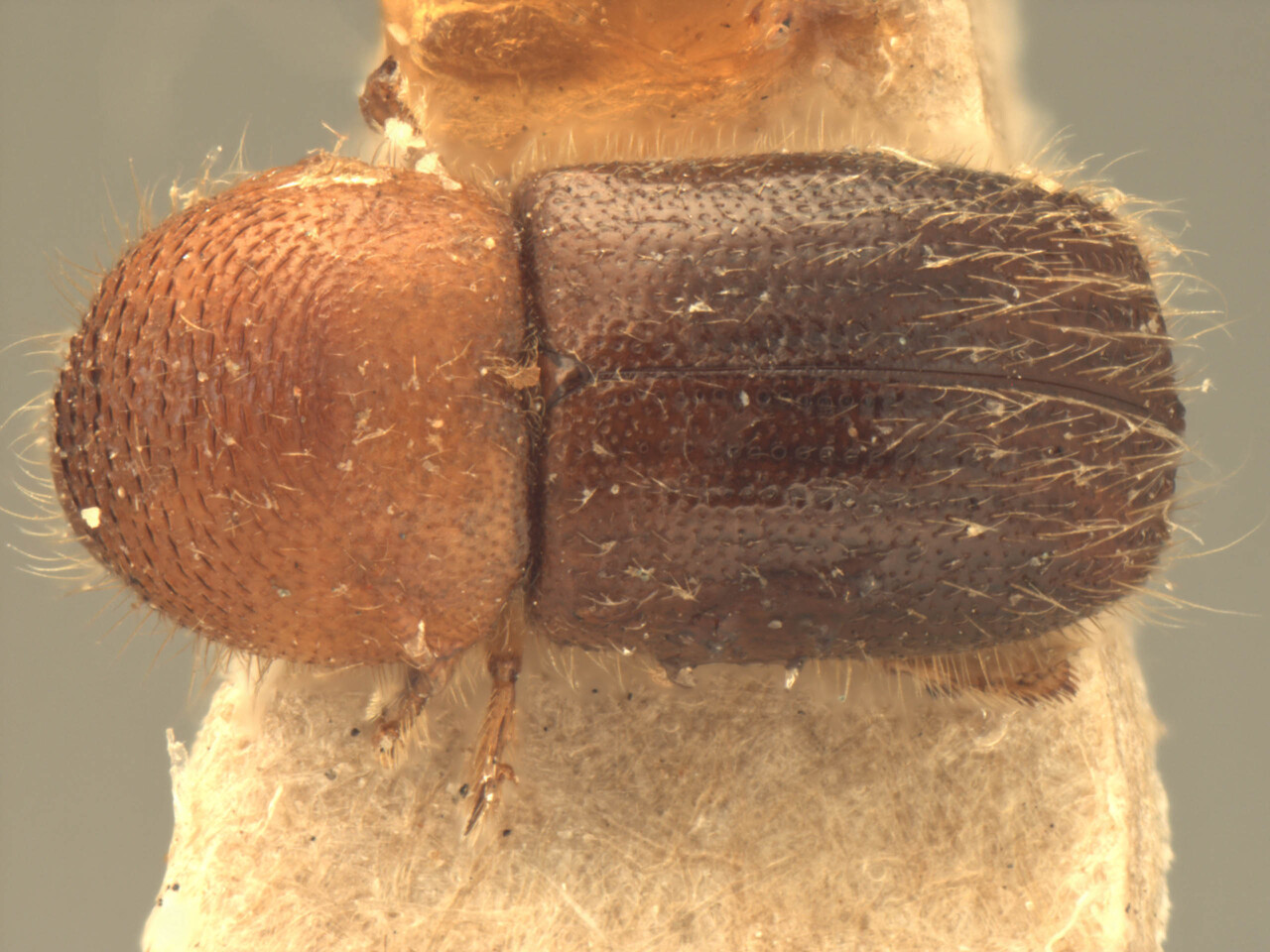 Genus / Species: Anisandrus mussooriensis | Image Author: AI Cognato | Location: India, Uttarakhand, Mussoorie | Image Type: holotype | Collection: Forest Research Institute