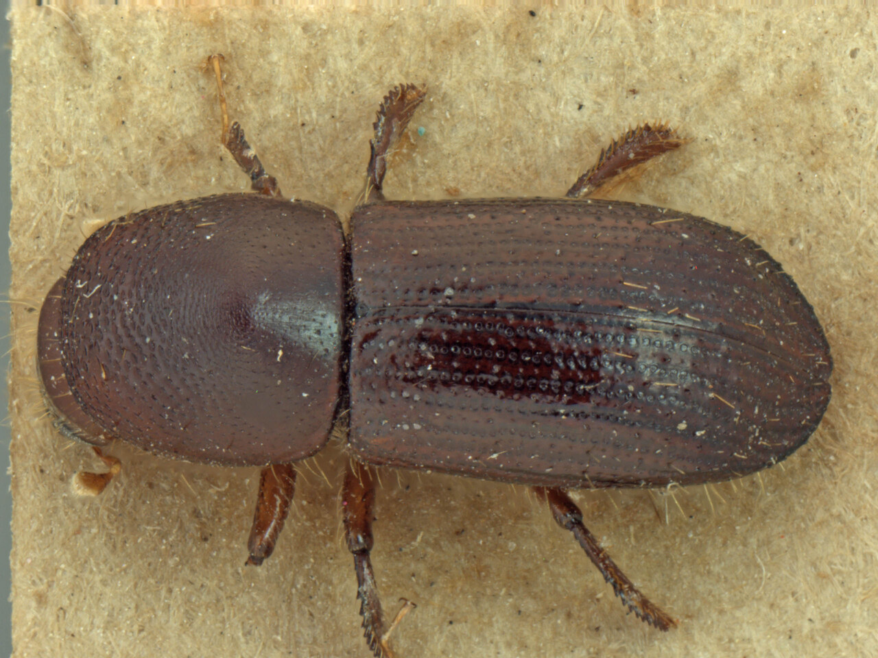 Genus / Species: Euwallacea gravelyi | Image Author: AI Cognato | Location: India, Assam, Upper Dihing reserve, Lakhimpur | Image Type: holotype | Collection: Forest Research Institute