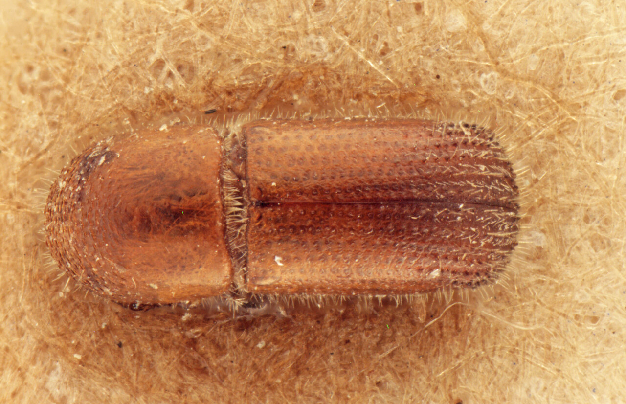 Genus / Species: Microperus perparvus | Image Author: AI Cognato | Location: India, West Bengal, Kurseong Div., Sikiar Range | Image Type: cotype | Collection: Forest Research Institute