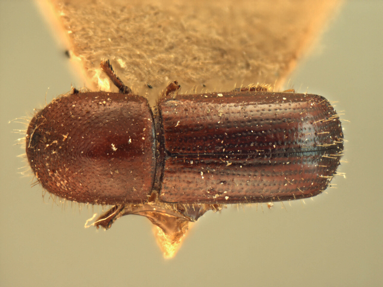 Genus / Species: Xyleborus festivus | Image Author: AI Cognato | Location: Myanmar, Monkung, southern Shan states | Image Type: holotype | Collection: Forest Research Institute