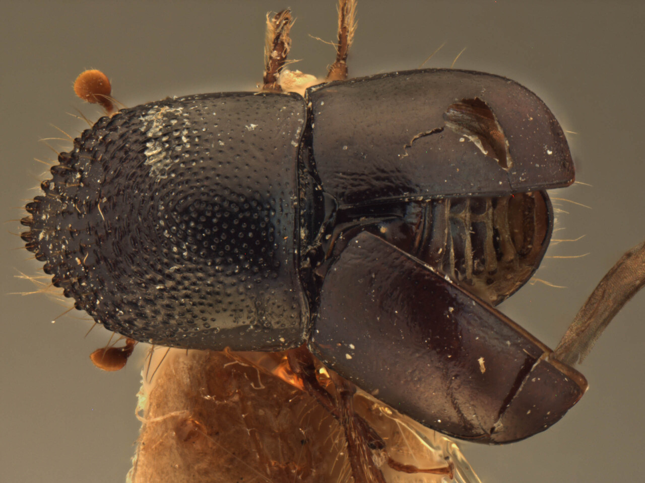 Genus / Species: Cnestus protensus | Image Author: AI Cognato | Location: India, Meghalaya, Shillong | Image Type: holotype | Collection: Forest Research Institute