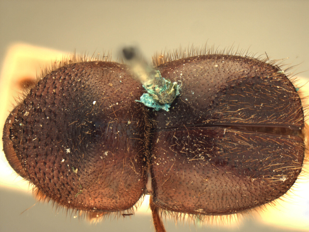 Genus / Species: Hadrodemius pseudocomans | Image Author: AI Cognato | Location: India, Assam, Upper Dihing Reserve, Lakhimpur | Image Type: holotype | Collection: Forest Research Institute