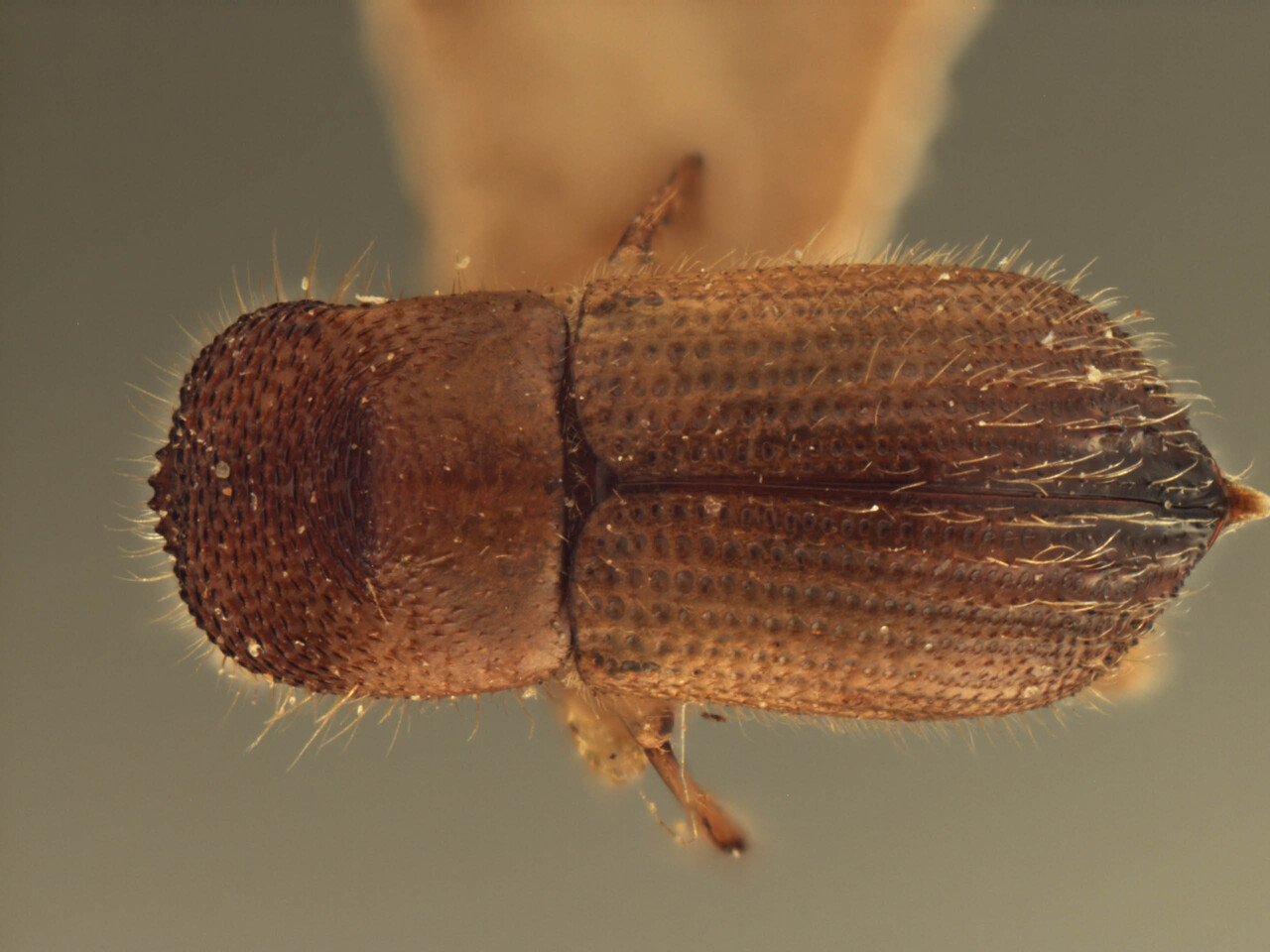 Genus / Species: Xyleborus bidentatus | Image Author: AI Cognato | Location: Malaysia, Borneo | Image Type: holotype | Collection: Forest Research Institute