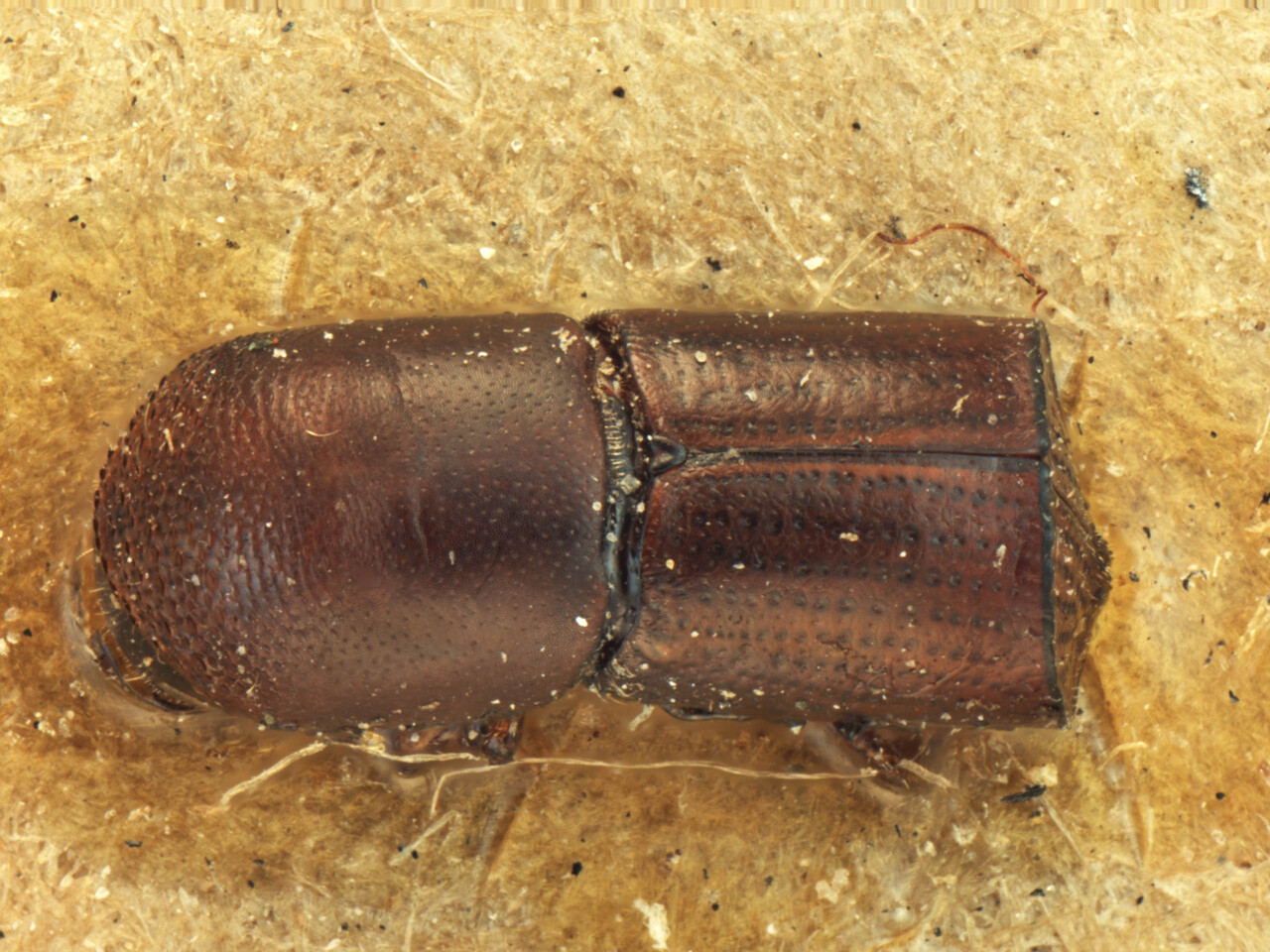 Genus / Species: Arixyleborus resecans | Image Author: AI Cognato | Location: India, Assam, Central Range, Sibsagar | Image Type: holotype | Collection: Forest Research Institute