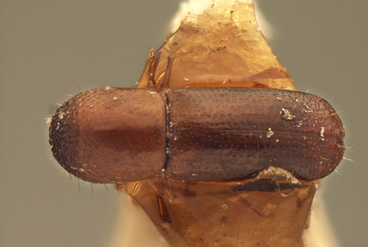 Genus / Species: Planiculus bicolor | Image Author: AI Cognato | Location: India, Middle Island | Image Type: holotype | Collection: Forest Research Institute