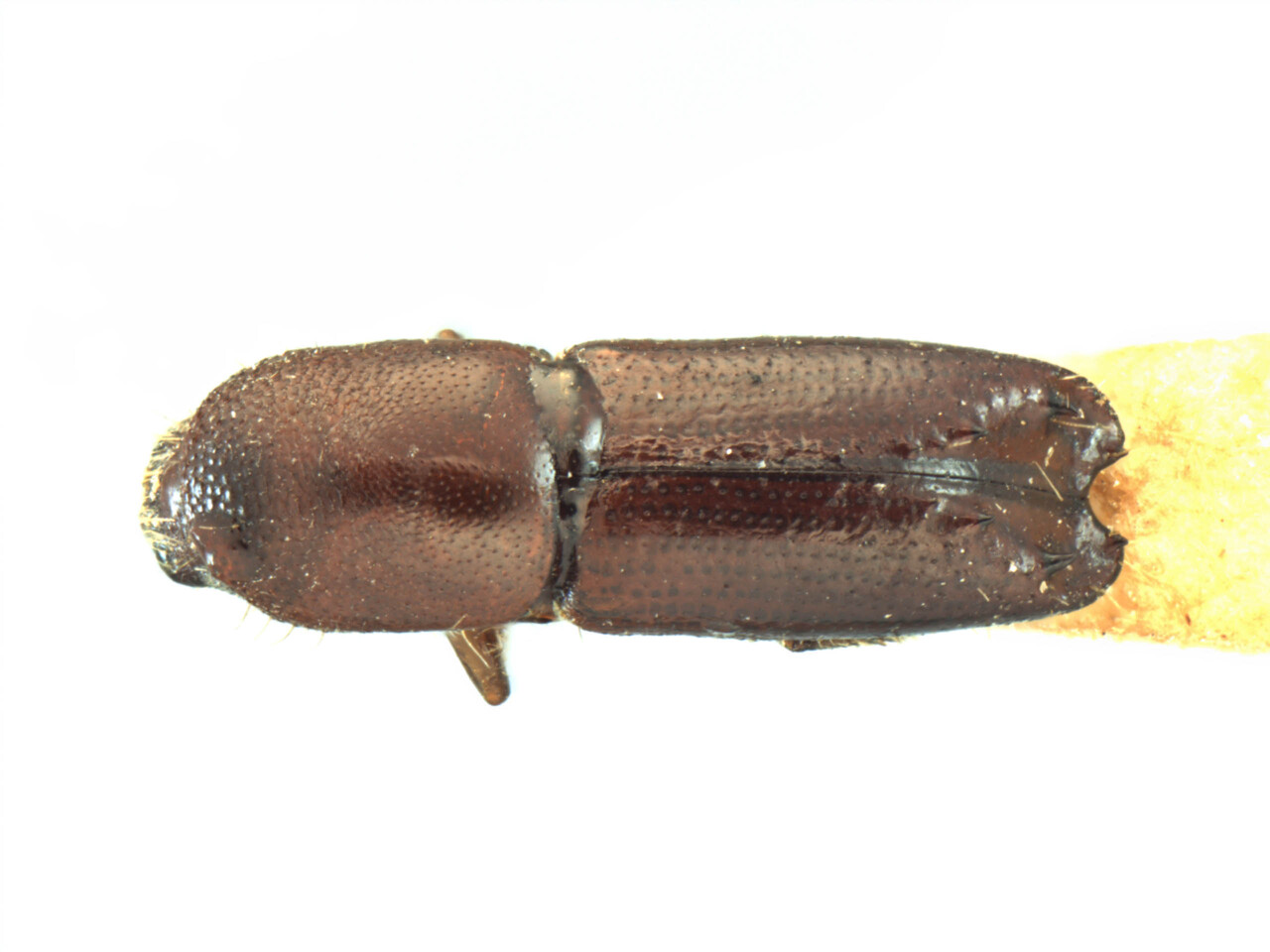 Genus / Species: Debus shoreae | Image Author: AI Cognato | Location: India, Assam, Rajhtkowa Sal area, Kachugaon Forests, Goalpara | Image Type: holotype | Collection: Forest Research Institute