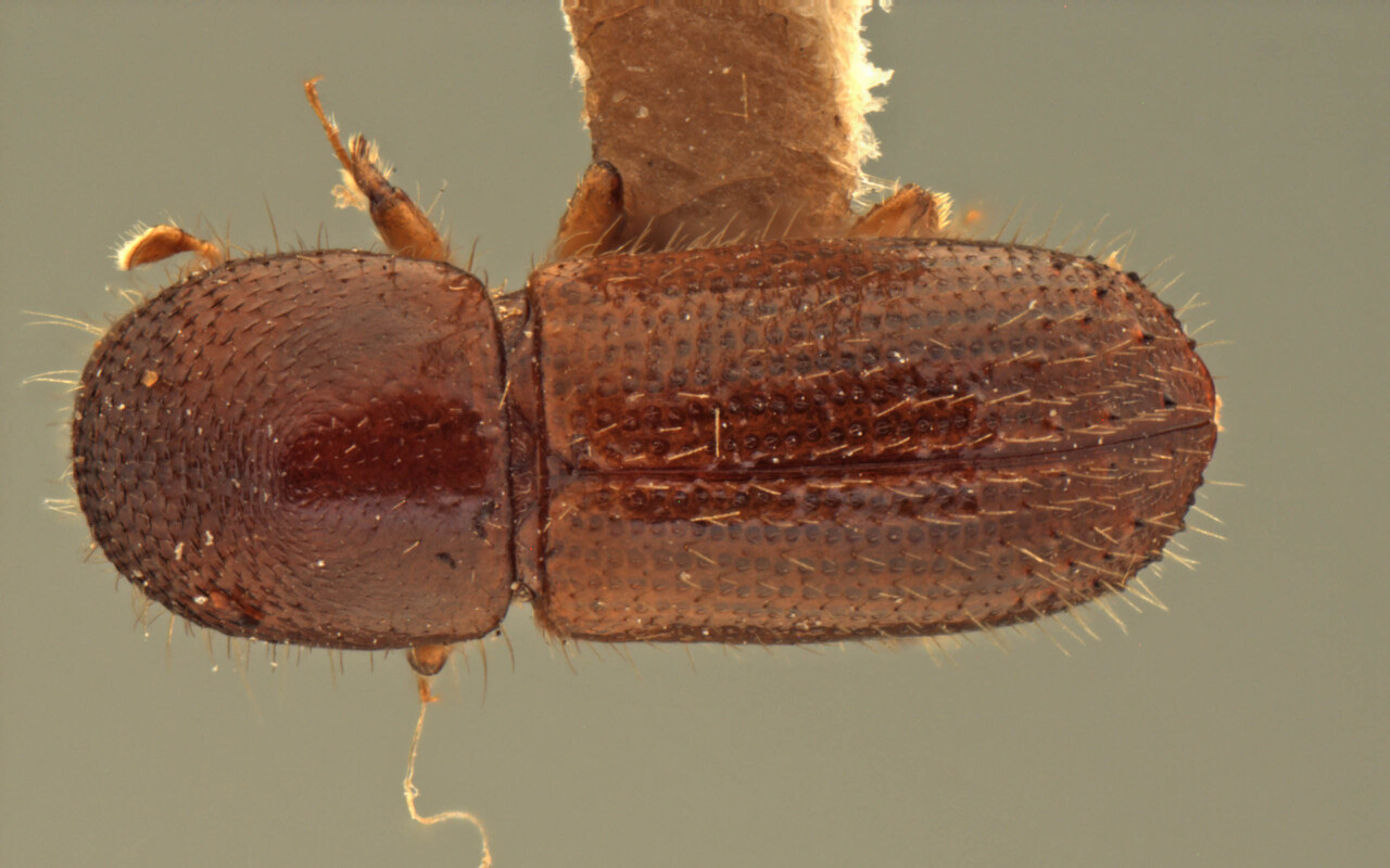 Genus / Species: Xyleborus volvulus | Image Author: AI Cognato | Location: Samoa, Savaii, Safune | Image Type: paratype | Collection: Forest Research Institute