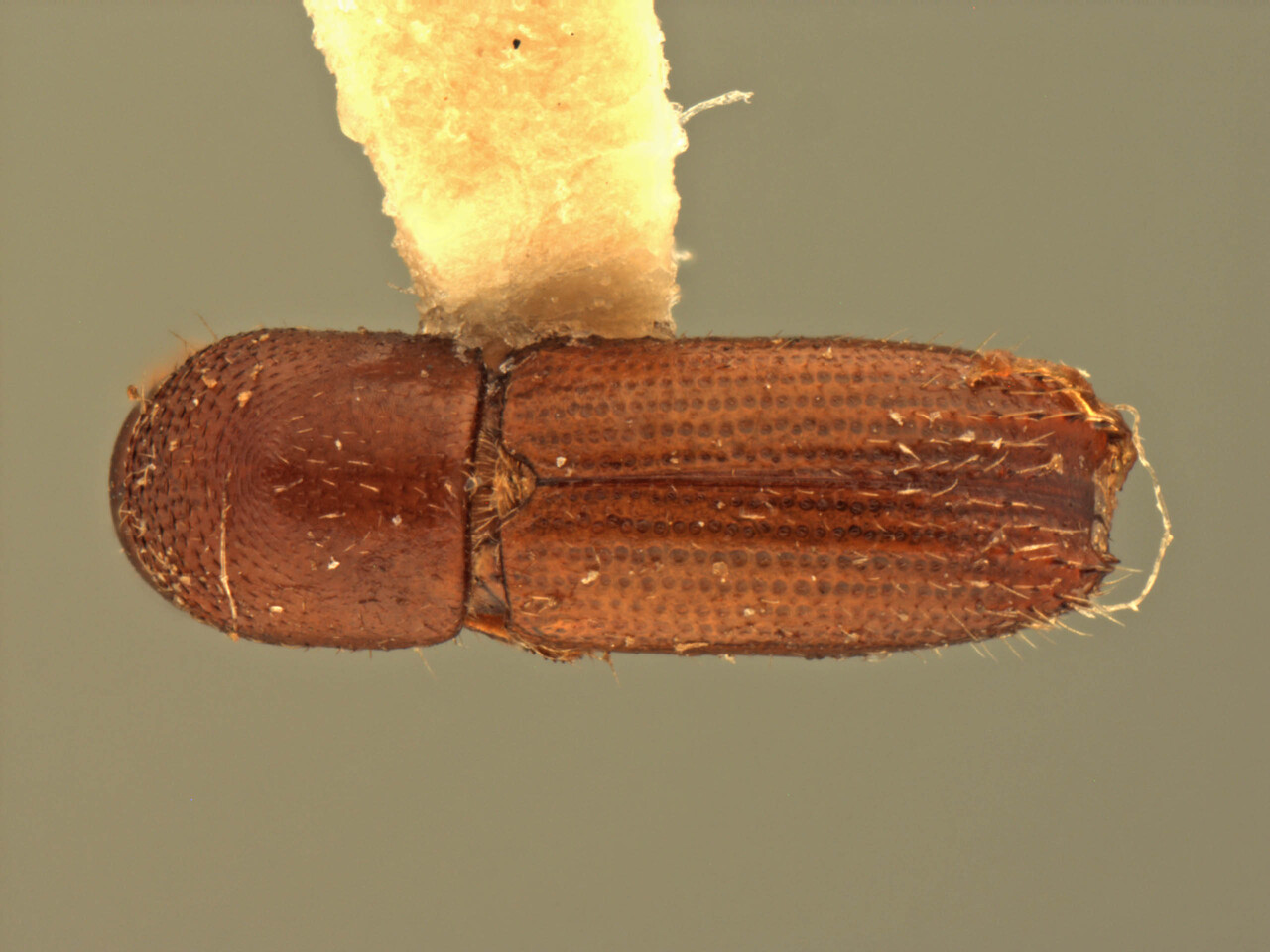 Genus / Species: Xyleborinus spinipennis | Image Author: AI Cognato | Location: India, Assam, Haflong, Cachar | Image Type: holotype | Collection: Forest Research Institute