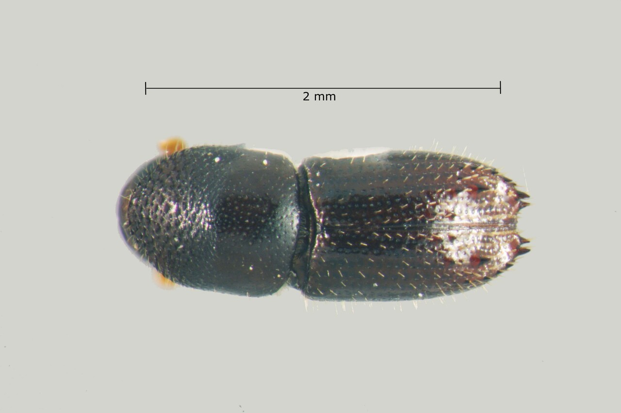Genus / Species: Xyleborus spinulosus | Image Author: TH Atkinson | Location: Brazil, Ceará, Crato | Collection: Faculdade de Engenharia