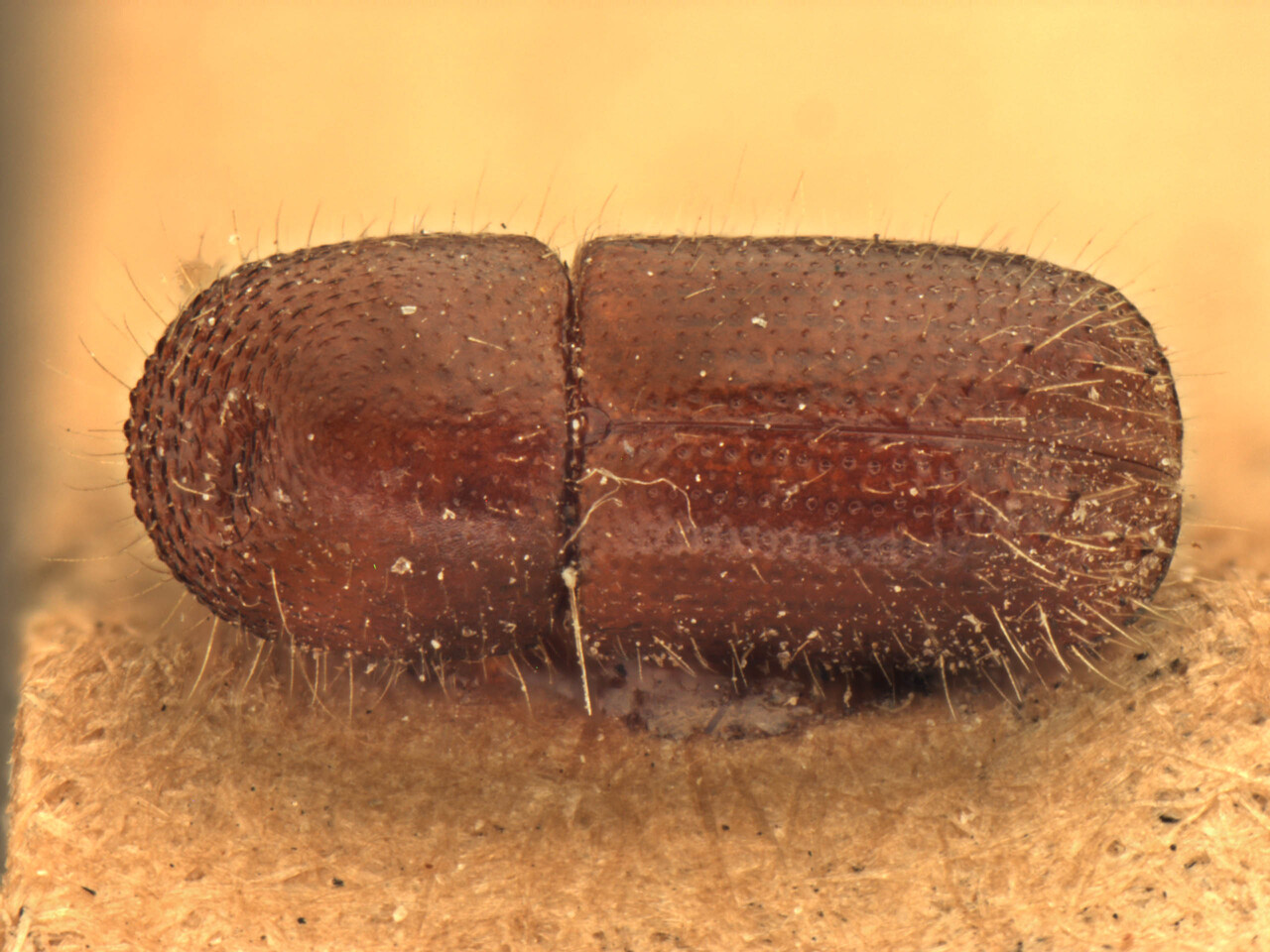 Genus / Species: Ambrosiophilus subnepotulus | Image Author: AI Cognato | Location: Myanmar, Pyonchaung Reserve, N.Toungoo | Image Type: holotype | Collection: Forest Research Institute