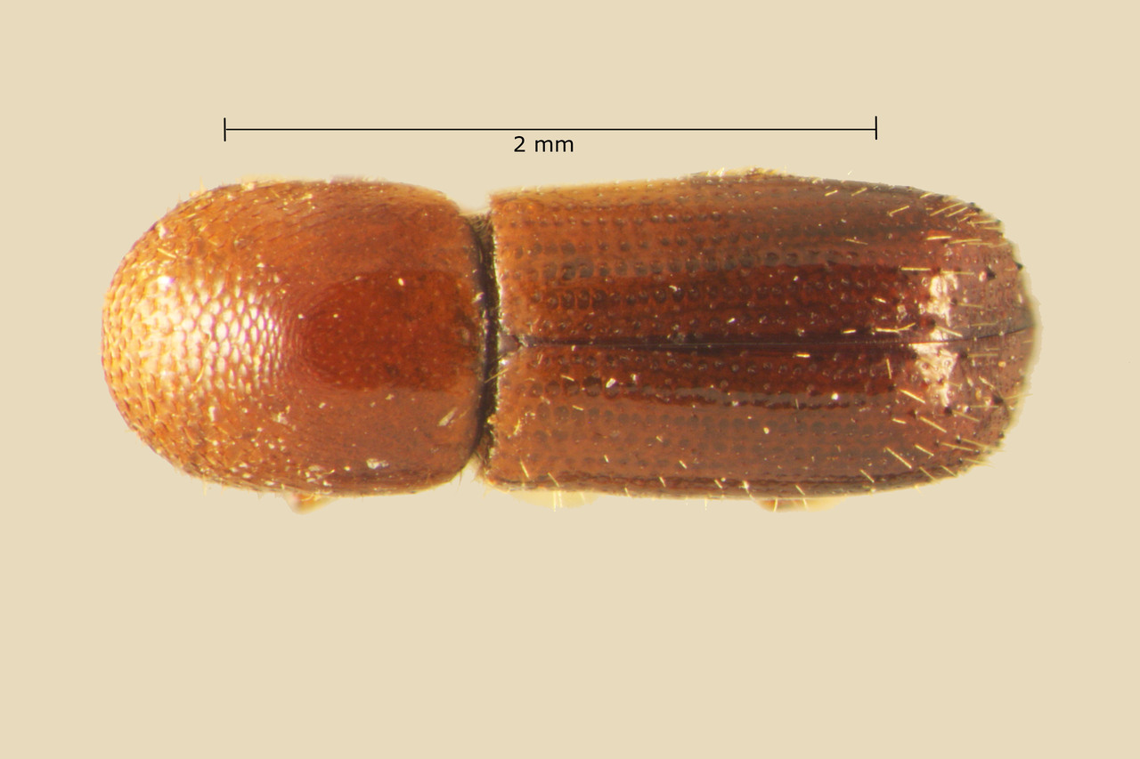 Genus / Species: Xyleborus subplanatus | Image Author: TH Atkinson | Location: Brazil, Santa Catarina, Nova Teutonia | Collection: Field Museum of Natural History