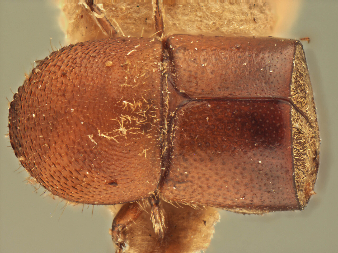 Genus / Species: Xylosandrus subsimilis | Image Author: AI Cognato | Location: India, Meghalaya, Shillong | Image Type: type | Collection: Forest Research Institute