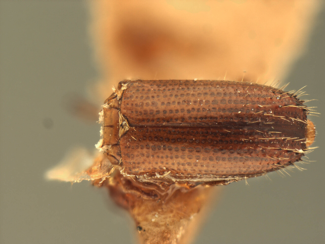 Genus / Species: Xyleborinus subspinosus | Image Author: AI Cognato | Location: India, Meghalaya, Shillong | Image Type: type | Collection: Forest Research Institute