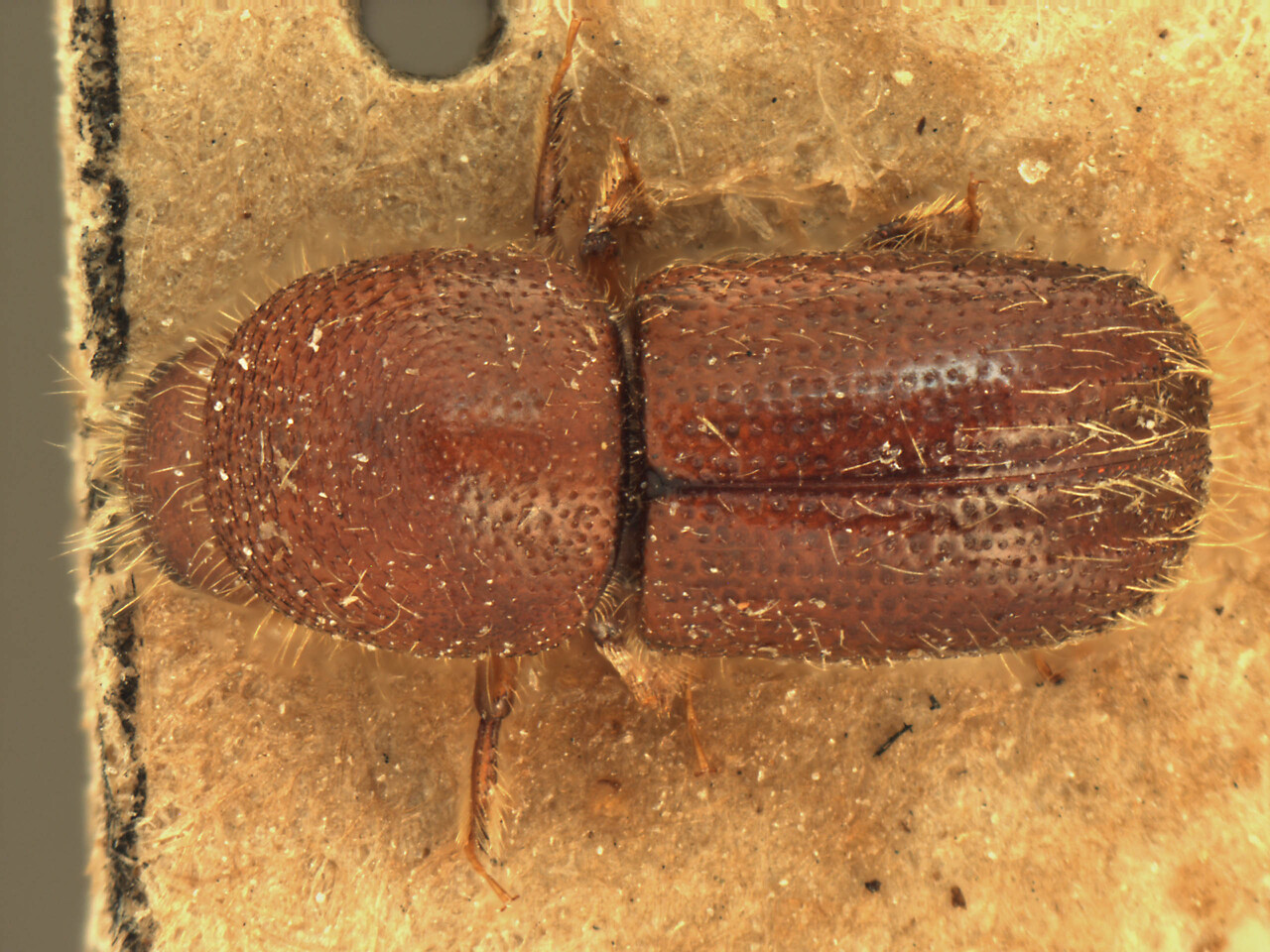 Genus / Species: Ambrosiophilus sulcatus | Image Author: AI Cognato | Location: India, Assam, Upper Dihing Reserve, Lakhimpur | Image Type: holotype | Collection: Forest Research Institute