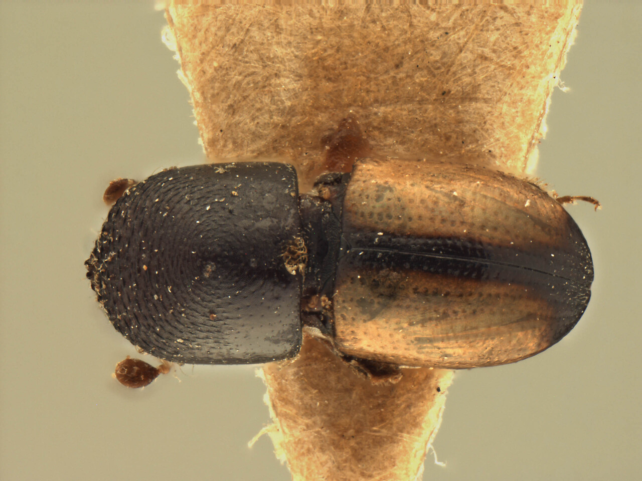 Genus / Species: Cnestus suturalis | Image Author: AI Cognato | Location: India, Meghalaya, Shillong | Image Type: holotype | Collection: Forest Research Institute