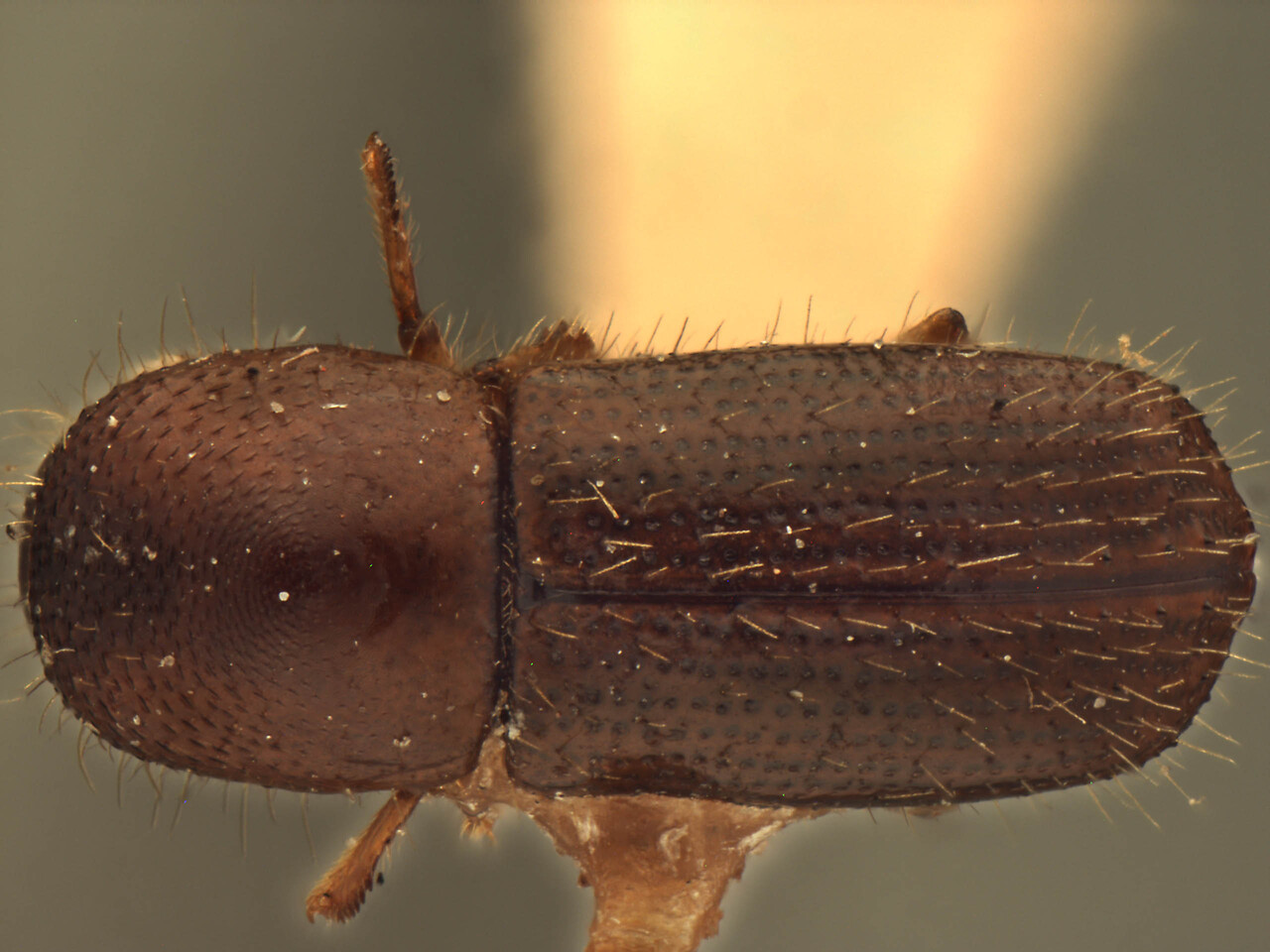 Genus / Species: Euwallacea temetiuicus | Image Author: AI Cognato | Location: Marianna Islands, Hivoa, Temetiu Summit | Image Type: paratype | Collection: Forest Research Institute