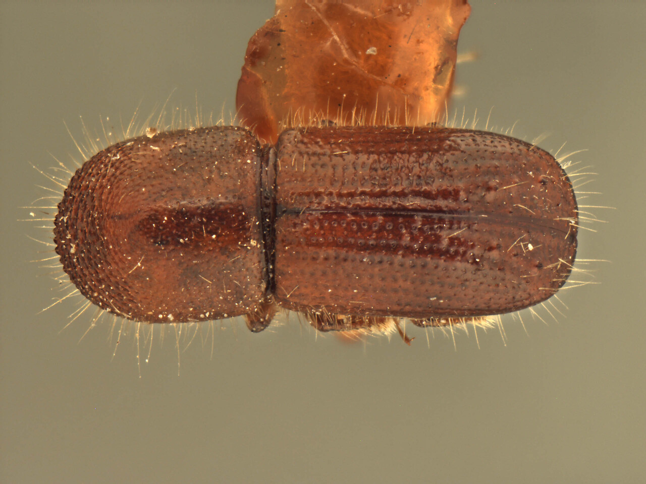 Genus / Species: Ambrosiophilus wilderi | Image Author: AI Cognato | Location: Samoa, Tutuila, Fagasa | Image Type: paratype | Collection: Forest Research Institute