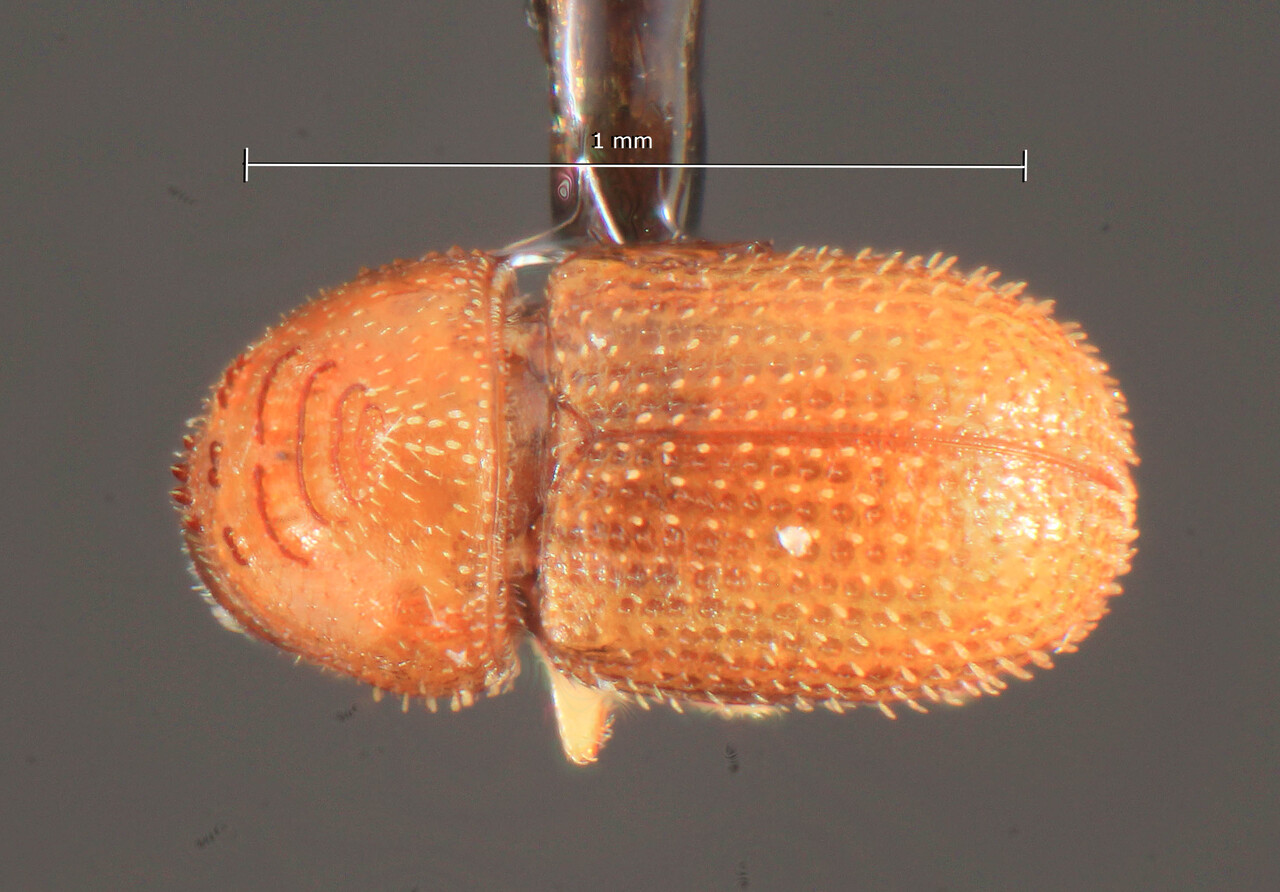 Genus / Species: Ernoporus parvulus | Image Author: TH Atkinson | Location: Rep. Dominicana, La Altagracia, Nisibon | Image Type: holotype | Collection: Florida State Collection of Arthropods